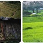Bhutan Agriculture, Fishing and Forestry