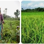 Liberia Agriculture, Fishing and Forestry