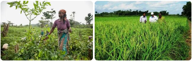 Liberia Agriculture